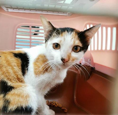 三花与猫猫爆料视频下载,精彩瞬间大盘点