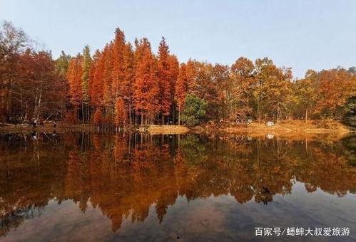 网红景,揭秘网络红人的魅力与影响力
