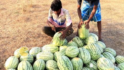 摘个小瓜吃,一瓜解千愁，共享清凉时光