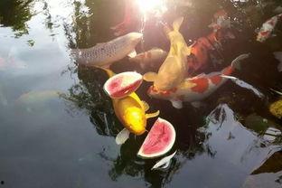 吃瓜锦鲤是谁,网络红人的崛起与影响力