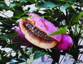 吃瓜八月瓜,夏日消暑的天然美味